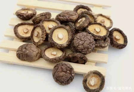 蘑菇小常识（中）10种味道鲜美的蘑菇，哪一种是菌中之王？插图24